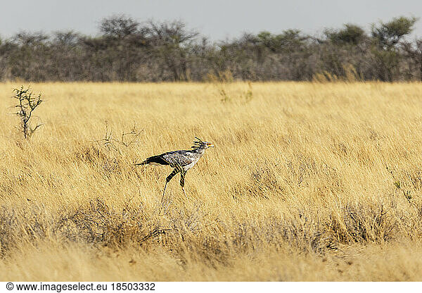 Secretary bird at Etosha National Park  Namibia  Africa