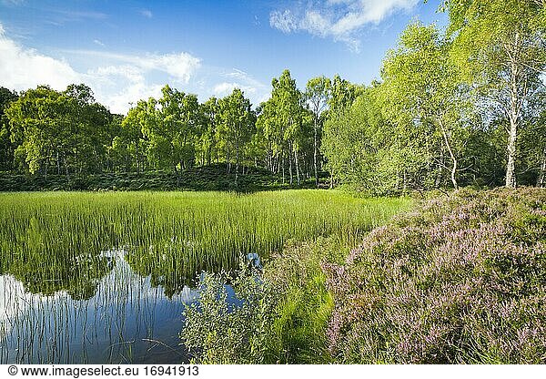 See im Craigellachie National Nature Reserve  Schottland  Großbritannien  Europa