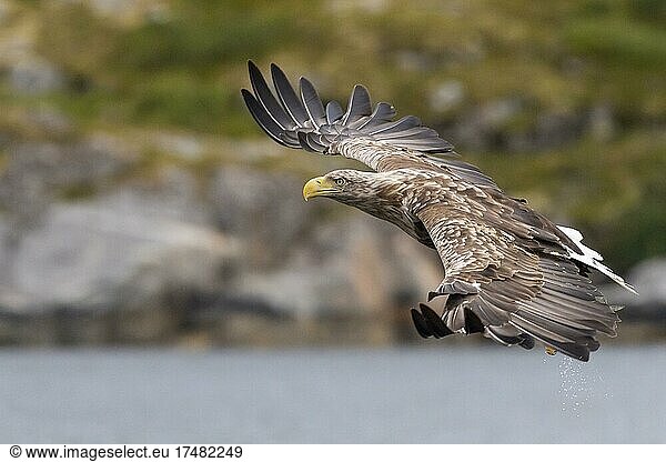 Seeadler (Haliaeetus albicilla)  Greifvogel  im Flug  Beutestoß  Lauvsnes  Nord-Trondelag  Norwegen  Europa