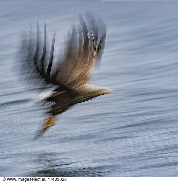 Seeadler (Haliaeetus albicilla)  Greifvogel  im Flug  Beutestoß  unscharf  Dynamik  Bewegungsunschärfe  Lauvsnes  Nord-Trondelag  Norwegen  Europa