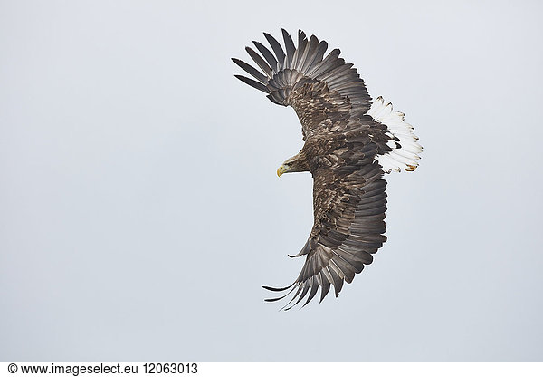 Seeadler Haliaeetus albicilla in der Luft Winter.