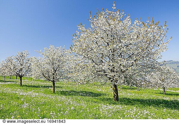 Seebodenalp  Kirschbäume im Frühling  Schwyz  Schweiz  Europa
