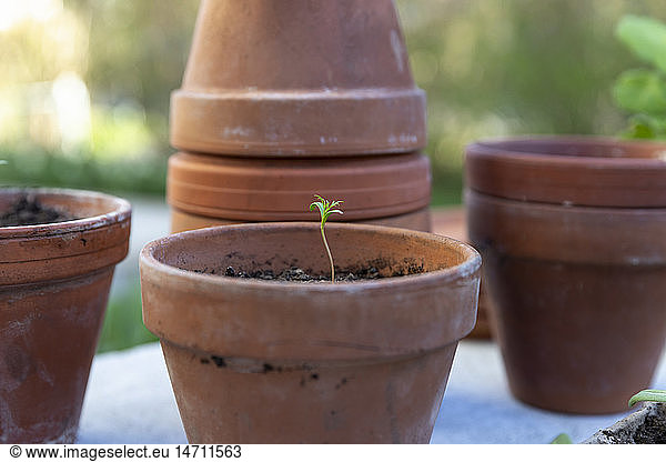 Seedlings in flower pots