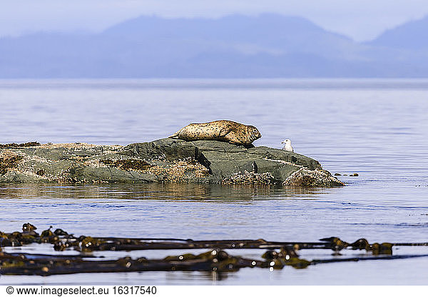 Seehund und Seevogel sehen einander auf einem Felsen in der ruhigen See an  in der Nähe der Alert Bay  Inside Passage  Britisch-Kolumbien  Kanada  Nordamerika