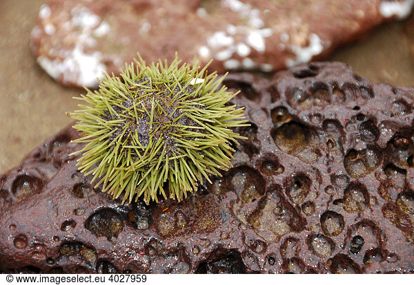 Seeigel (sea urchin) auf einem Felsen  Galapagos Inseln  Ecuador  Südamerika