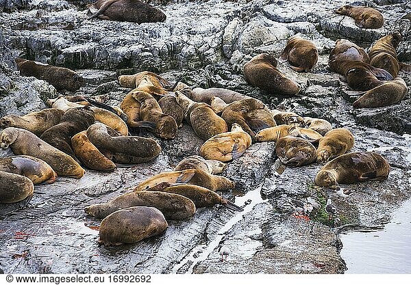 Seelöwenkolonie im Beagle-Kanal  Ushuaia  Feuerland  Patagonien  Argentinien