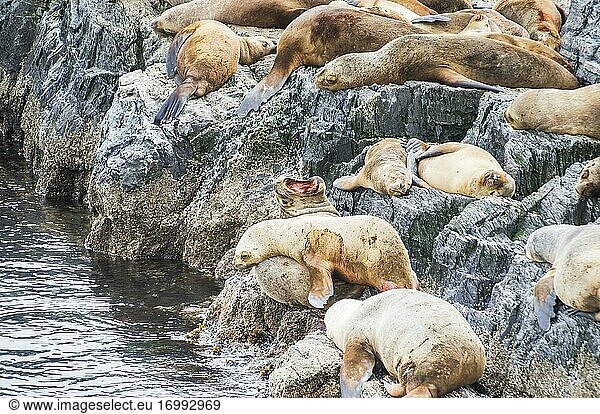 Seelöwenkolonie im Beagle-Kanal  Ushuaia  Feuerland  Patagonien  Argentinien