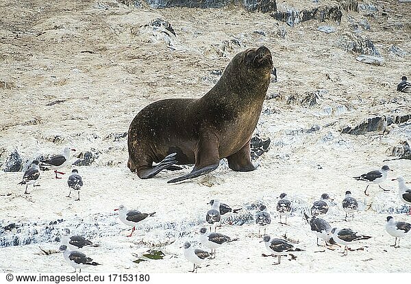 Seelöwenkolonie im Beagle-Kanal  Ushuaia  Feuerland  Patagonien  Argentinien