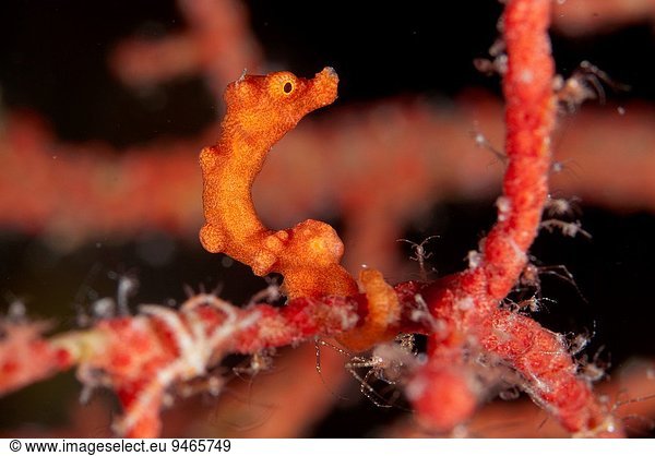 Seepferdchen hippocampus taeniopterus Indonesien Garnele Sulawesi