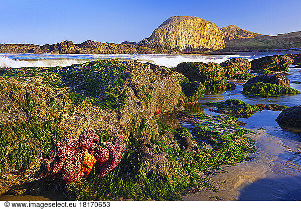 Seestern an einem Gezeitentümpel mit Seegras am Strand des Seal Rock State Recreation Site an der Küste von Oregon  USA; Oregon  Vereinigte Staaten von Amerika
