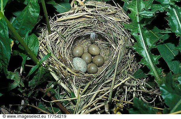 Seggenrohrsänger (Acrocephalus schoenobagnus) Nest mit Kuckuckseiern