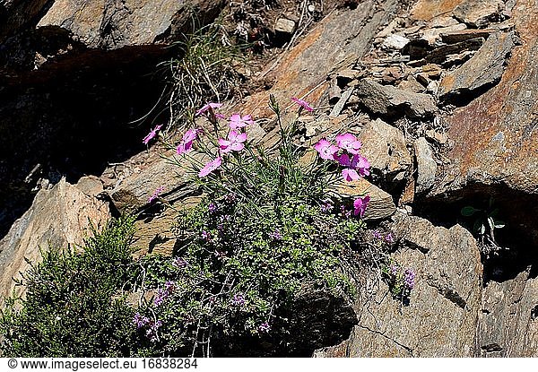 Seguier pink (Dianthus seguieri) is a perennial herb native to central and southern Europe  mainly in Spain. This photo was taken in Montseny Biosphere Reserve  Barcelona and Girona provinces  Catalonia  Spain.