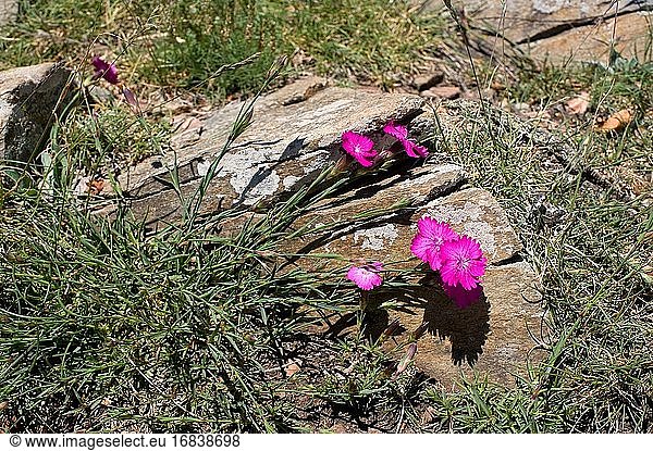 Seguier pink (Dianthus seguieri) is a perennial herb native to central and southern Europe  mainly in Spain. This photo was taken in Montseny Biosphere Reserve  Barcelona and Girona provinces  Catalonia  Spain.
