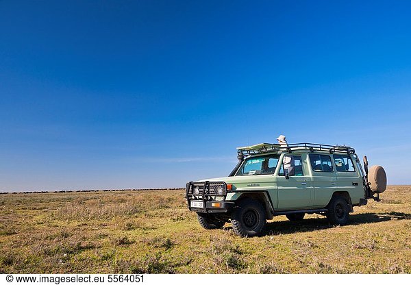 sehen  Herde  Herdentier  Tourist  Serengeti Nationalpark  Afrika  Tansania  Gnu