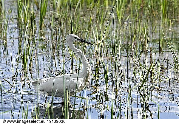 Seidenreiher (Egretta garzetta) bei der Futtersuche im flachen Wasser des Sumpfes  Sumpfgebiet im Frühjahr