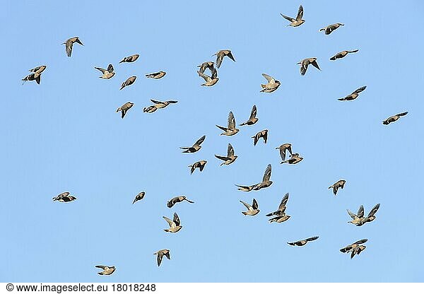 Seidenschwanz  Seidenschwänze (Bombycilla garrulus)  Singvögel  Tiere  Vögel  Bohemian Waxwing flock  in flight  Lichfield  Staffordshire  England  November