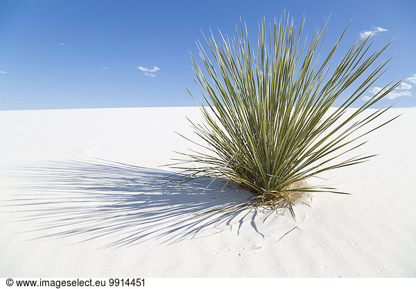 Seifen-Palmlilie (Yucca elata) auf weißer Sanddüne  White Sands National Monument  Alamogordo  New Mexico  USA  Nordamerika