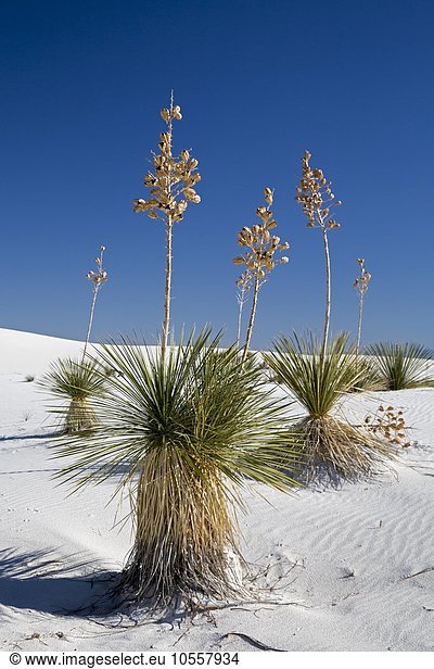 Seifen-Palmlilien (Yucca elata) im Naturschutzgebiet White Sands National Monument,  Alamogordo,  New Mexico,  USA,  Nordamerika