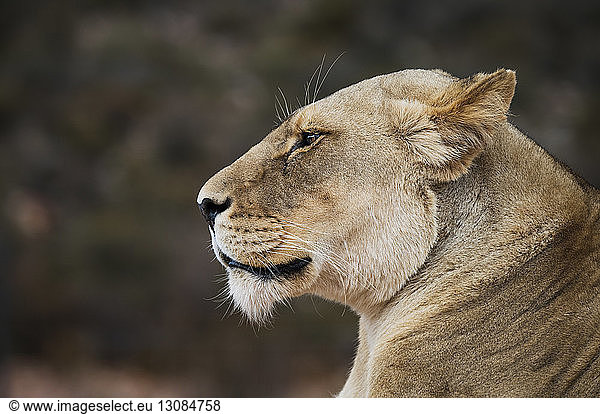 Seitenansicht der Löwin im Nationalpark