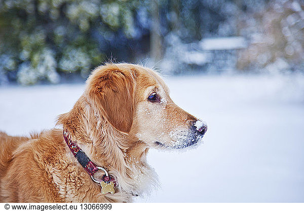 Seitenansicht des Hundes auf Schneefeld