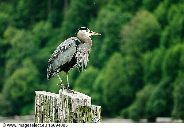Seitenansicht eines Blaureihers auf einem Holzpfahl im Puget Sound