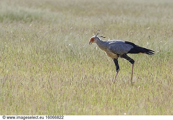 Sekretärvogel (Sagittarius serpentarius)  adult  im hohen Gras  auf der Suche nach Nahrung  Kgalagadi Transfrontier Park  Nordkap  Südafrika  Afrika.