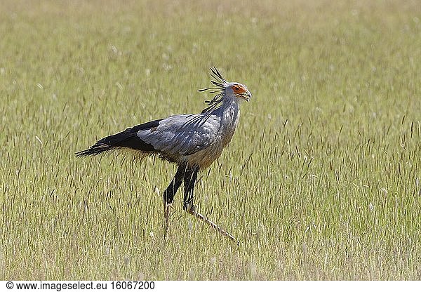 Sekretärvogel (Sagittarius serpentarius)  adult  im hohen Gras  auf der Suche nach Nahrung  Kgalagadi Transfrontier Park  Nordkap  Südafrika  Afrika.