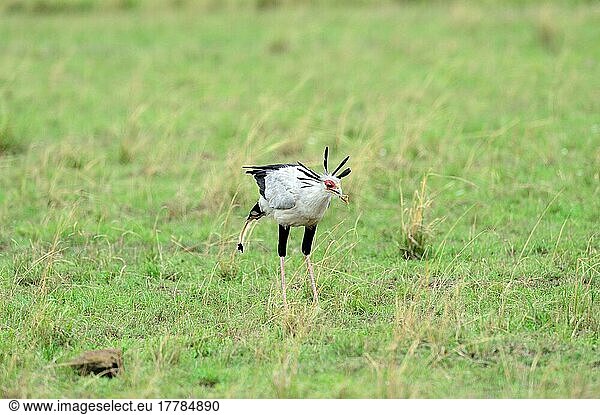 Sekretärvogel (Sagittarius serpentarius) Masai Mara National Reserve  Oktober  Kenia  Afrika