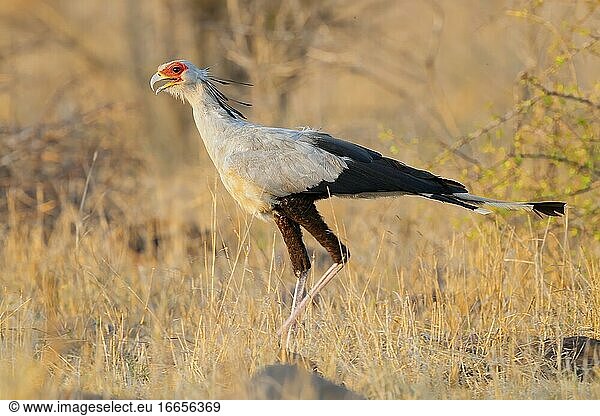 Sekretärvogel (Sagittarius serpentarius)  Seitenansicht eines erwachsenen Tieres in der Savanne  Mpumalanga  Südafrika.