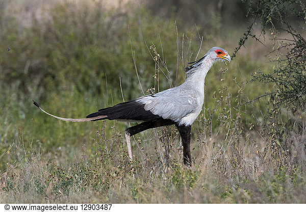 Sekretärvogel (Schütze Serpentarius)  Ndutu  Ngorongoro-Schutzgebiet  Serengeti  Tansania