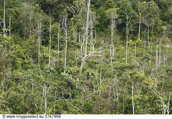 Sekundärer Regenwald  Wiederaufforstung  Samboja  Ost-Kalimantan  Borneo  Indonesien  Südostasien
