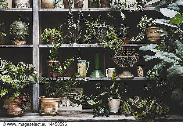 Selection of indoor plants in terracotta pots on wooden shelves.