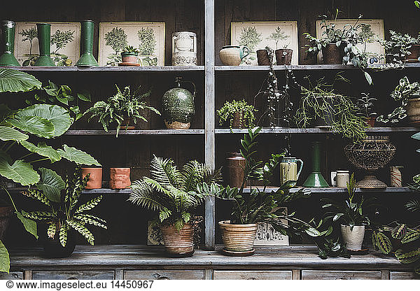Selection of indoor plants in terracotta pots on wooden shelves.