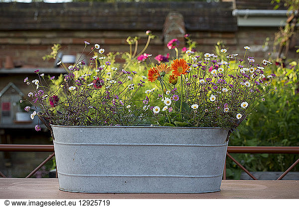 Selection of wild flowers and daisies planted in oval zinc container.
