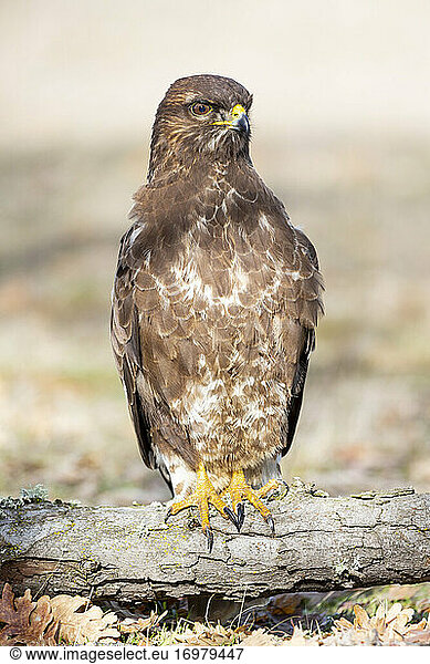 Selective focus of common buzzard (Buteo buteo) perched on an oak trunk against an unfocused background. Spain