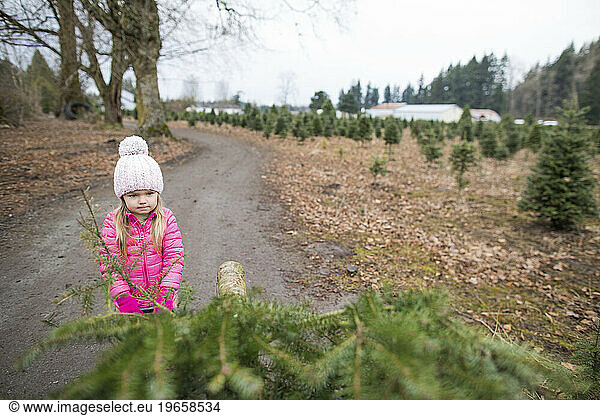 Selective focus on young girl pulling Christmas tree at farm