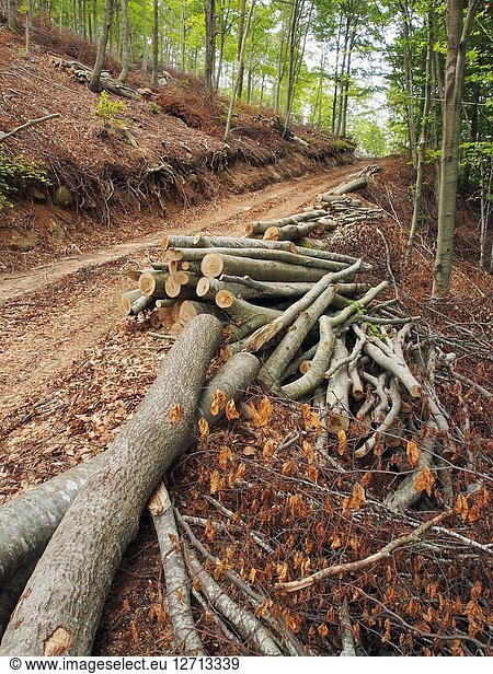 Selective logging at beech forest (Fagus sylvatica). Montseny Natural Park. Barcelona province  Catalonia  Spain.
