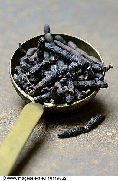 Selim pepper in brass ladle  Xylopia aethiopica