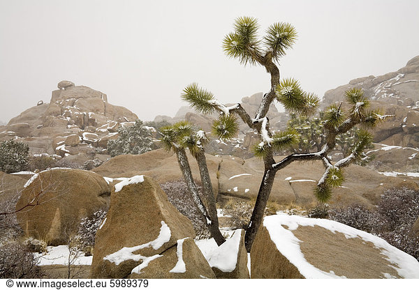 Seltene Winter Schneefall  Hidden Valley  Joshua Tree Nationalpark  California  Vereinigte Staaten von Amerika  Nordamerika
