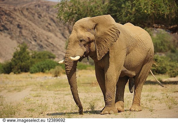 Seltener namibischer Wüstenelefant (Loxodonta africana)  Hoanib  Namib  Kaokoveld  Kunene  Namibia  Afrika