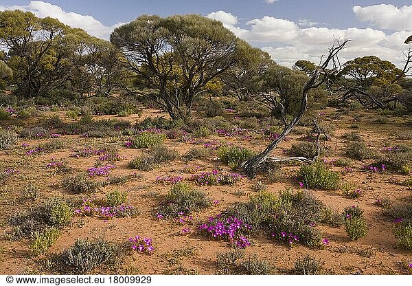 Semi-desert with round-leaved pigface (Disphyma crassifolium)  in saline soil near a temporary lake  Mongers Lake  East Perenjori  Western Australia