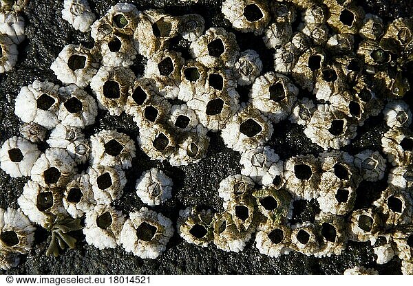 Semibalanus balanoides  Seepocke  Seepocken  Andere Tiere  Krebse  Krustentiere  Tiere  acorn barnacles