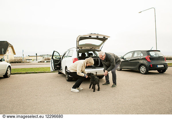 Senior couple playing with Schnauzer while standing by car in parking lot against sky