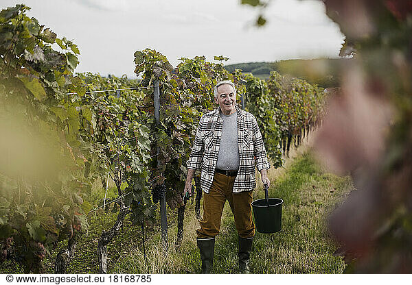 Senior Farm worker walking with bucket amidst vineyard