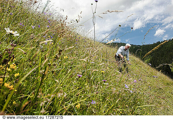 Senior farmer using scythe on steep slope hill at Salzburg State  Austria