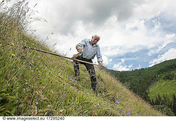 Senior farmer working cutting plants with scythe on hill at Salzburg State  Austria