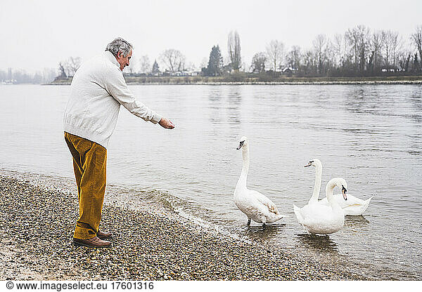 Senior man feeding swans at beach