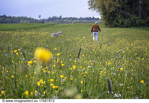 Senior man hiking with dog on blooming meadow
