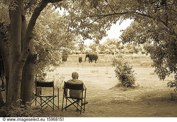 Senior man in a chair observing a group of elephants close by.