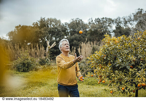 Senior man jugging oranges standing in back yard
